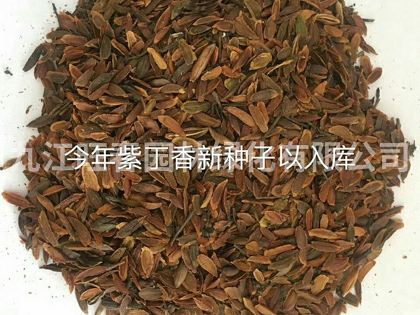 種子展示